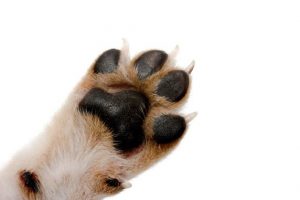 dog paw
