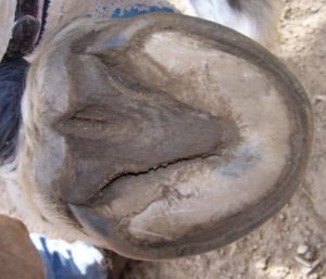 Horse Hoof Sole