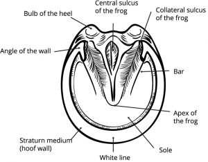 anatomy of the hoof_bottom