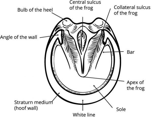 New Research Says Hoof Armor®