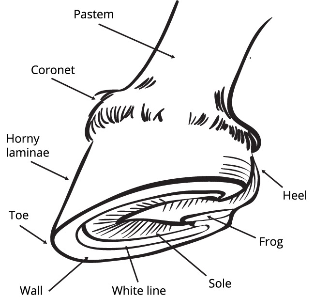 anatomy of the hoof_side